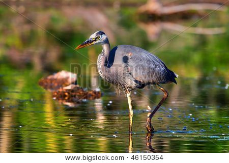 Great Blue Heron fiske i High Dynamic Range