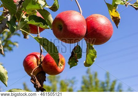 Autumn Day. Rural Garden. In The Frame Ripe Red Apples On A Tree. It's Raining Photographed In Ukrai