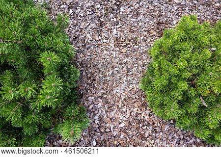 Small Pine Tree Mulched With Natural Brown Bark Mulch. Top View. Modern Gardening Landscaping Design