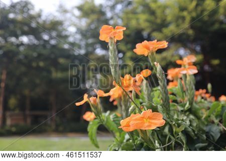 Crossandra Infundibuliformis, Also Called Firecracker Plant, I