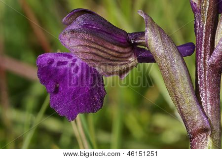Green-winged orquídea
