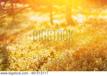 Forest Bushes On Bright Sunny Autumn Day. Forest Bushes Bathed In Sun. Copy Space, Copy-space. Merry