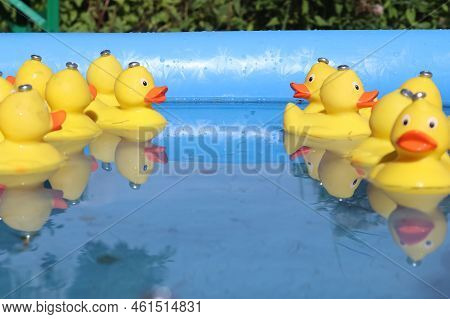 Selective Focus. Many Yellow Rubber Ducks Swimming In Circles In A Pool.