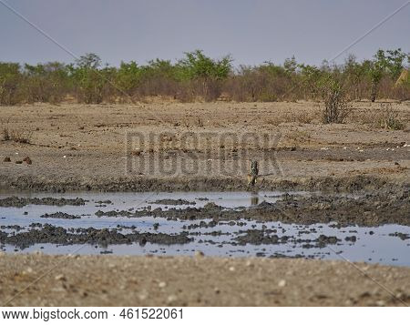 Black Backed Jackal, Lupulella Mesomelas, Scavanging At A Water Hole In Etosha National Park, Namibi