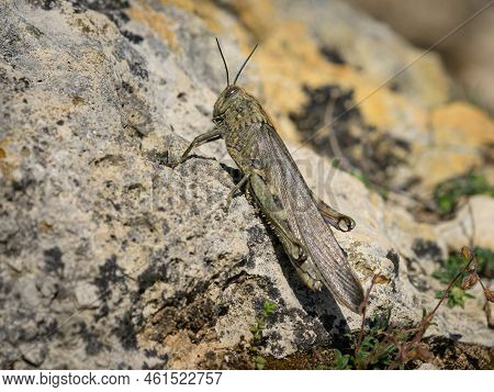 Closeup Of An Egyptian Locust (anacridium Aegyptium) Sitting On A Stone, Sunny Day In Springtime, Cr
