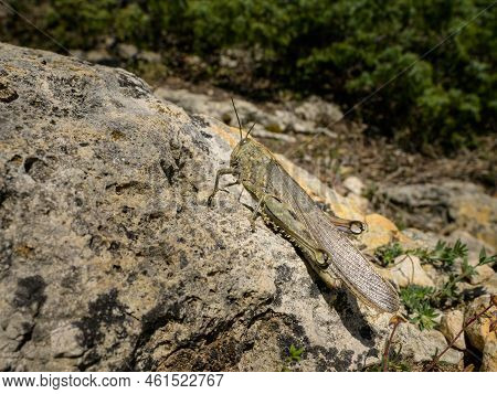 Closeup Of An Egyptian Locust (anacridium Aegyptium) Sitting On A Stone, Sunny Day In Springtime, Cr