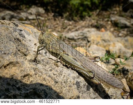 Closeup Of An Egyptian Locust (anacridium Aegyptium) Sitting On A Stone, Sunny Day In Springtime, Cr