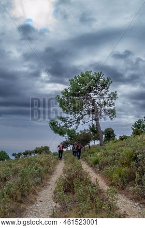 Hikers Walking On Trail With Lots Of Bushes And A Big Lonely Pine Tree And Storm Cloudy Sky