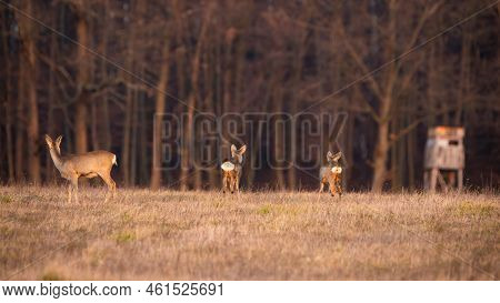 Group Of Roe Deer Looking Away Next To Hunting Stand