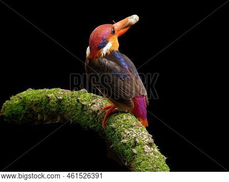 Odkf - Oriental Dwarf Kingfisher With A Kill