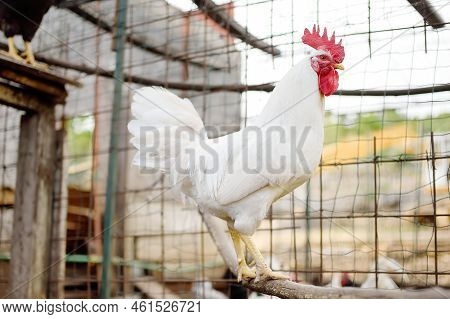 Rooster Is In The Farm Chicken Coop. Floor Cage Free Chickens Is Trend Of Modern Poultry Farming. Sm