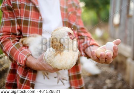 Farmer Collecting Fresh Organic Eggs On Chicken Farm. Floor Cage Free Chickens Is Trend Of Modern Po