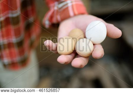 Farmer Collecting Fresh Organic Eggs On Chicken Farm. Floor Cage Free Chickens Is Trend Of Modern Po