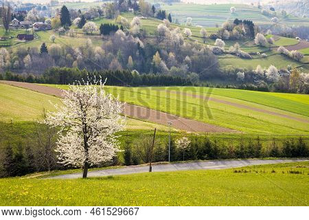 Spring Rural Landscape Motif. Flowering Fruit Trees, Fields And Grassy Meadows In The Hilly Countrys