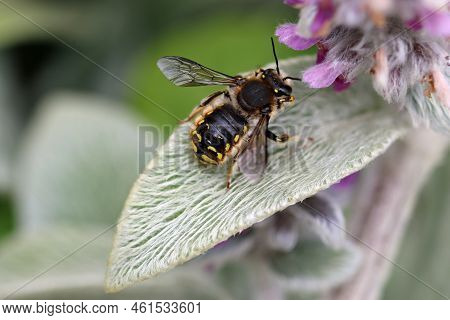 Wool Carder Bee, Anthidium Manicatum, Male On Woolly Lambs Ear, Stachys Byzantina, Plant Leaf With A