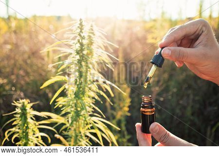Hands Holding And Opening Cbd Oil Bottle With Dropper Pipette, Near Hemp Plant Flower Bud, In The Su