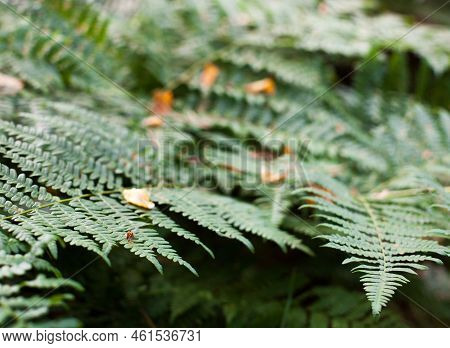 Beautiful Green Fern Stems And Leaves (pteridophyta)