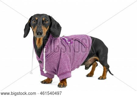 Dog In Trendy Casual Style Hoodie For Comfortable Travel. Tailoring For Dogs. Dachshund In Fashionab