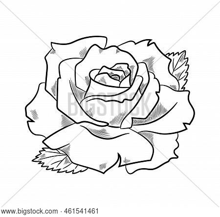 Beautiful Rose Sketch. Romantic Bud Of Blooming Flower With Leaves And Petals. Plant For Bouquet. De