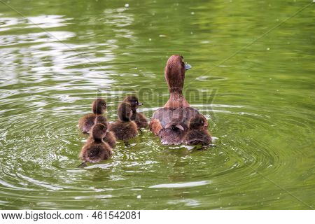 Female Tufted Duck Swims With Her Ducklings In Green Lake