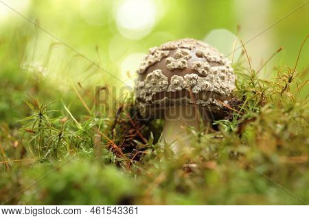 Mushrooms tree trunk Closeup Nature Macro plant Nature background trees Nature background Nature background Mushroom Nature autumnal Nature background Nature background Autumn forest Nature background outdoor Nature background Nature background.