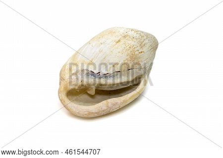 Image Of Very Old White Phalium Granulatum Sea Shell Isolated On White Background. Undersea Animals.
