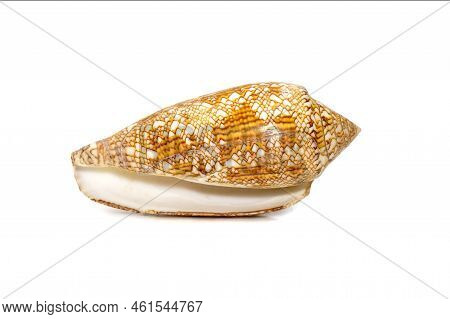 Image Of Conus Omaria Patonganus Sea Shell Is A Species Of Sea Snail, A Marine Gastropod Mollusk In 