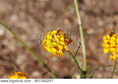 Yellow Flowering Raceme Inflorescence Of Erysimum Capitatum, Brassicaceae, Native In The San Jacinto