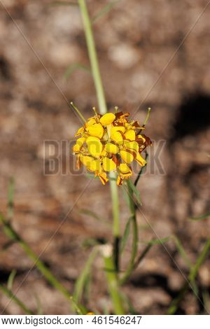 Yellow Flowering Raceme Inflorescence Of Erysimum Capitatum, Brassicaceae, Native In The San Jacinto