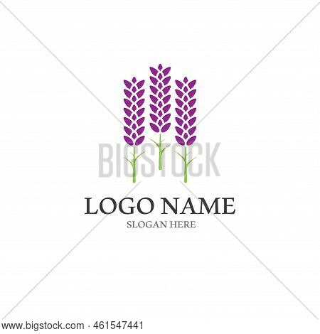 Fresh Lavender Flower Logo Vector