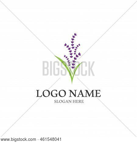 Fresh Lavender Flower Logo Vector