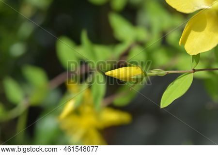 Aarons Beard Flower Bud In The Garden