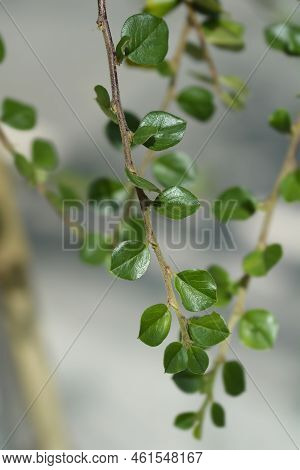 Blackburn Cranberry Cotoneaster Branch In The Summer