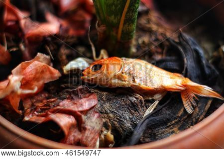 Dead Goldfish Copse Laying On Ground Hd