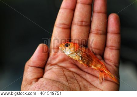 Dead Goldfish In Hand In Nice Blurred Background Hd
