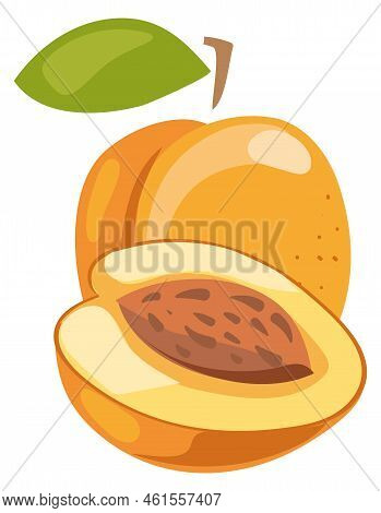 Ripe Apricot. Cartoon Swet Fruit Half Cut