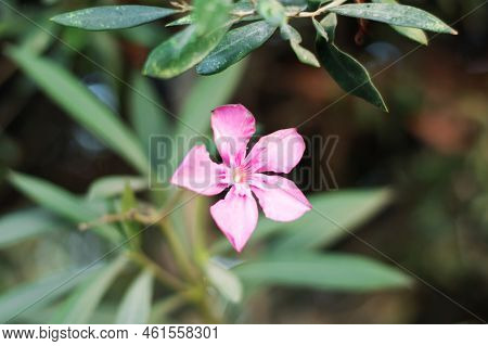 Photo Of Artistic Pink Nerium Oleander Flowers In The Garden, A Selective Focus Closeup Of The Olean