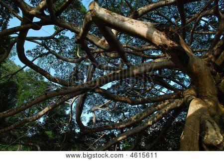 Wish Tree