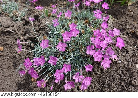 Many Pink Flowers Of Dianthus Gratianopolitanus La Bourboule In Mid May