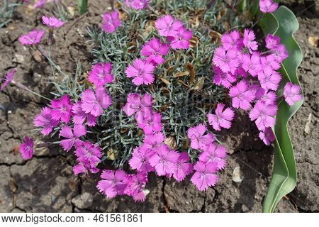 Vibrant Pink Flowers Of Dianthus Gratianopolitanus La Bourboule In Mid May