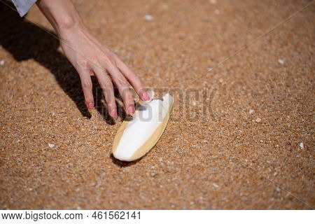Hand Holding Cuttlefish Bone Wedged In The Sand On The Beach.