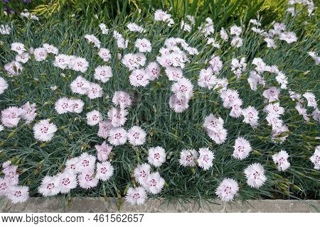 Many Pale Pink Flowers Of Garden Pink In Mid May
