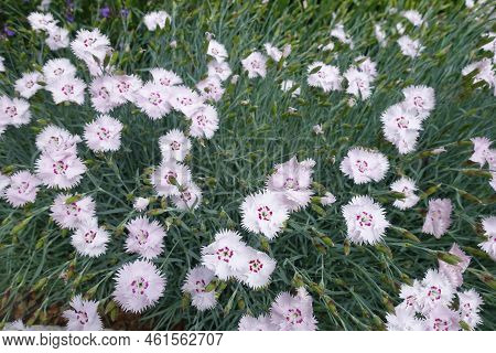 Multiple Pale Pink Flowers And Buds Of Garden Pink In Mid May