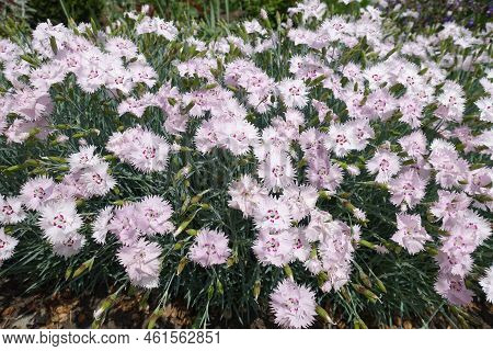 Numerous Light Pink Flowers Of Garden Pink In Mid May