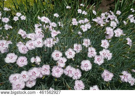 Pale Pink Flowers And Buds Of Garden Pink In Mid May