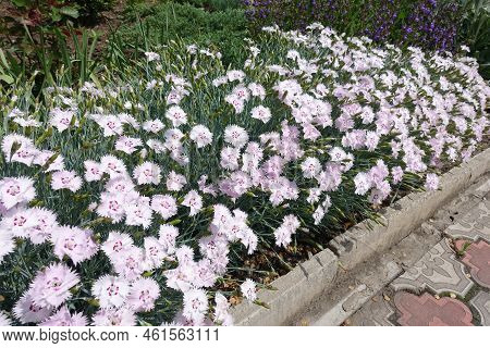 Row Of Garden Pink In Full Bloom In Mid May