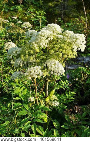 Angelica Sylvestris In The Tyrolean Alps In Summer