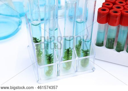 Sea Grapes And Simple Plant Experiments Biology In The Laboratory, Biodiesel Experiments From Green 