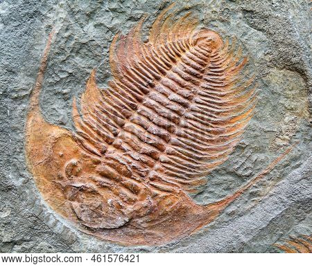 Fossilized Prehistoricanimal - Trilobite Fossill In Rock