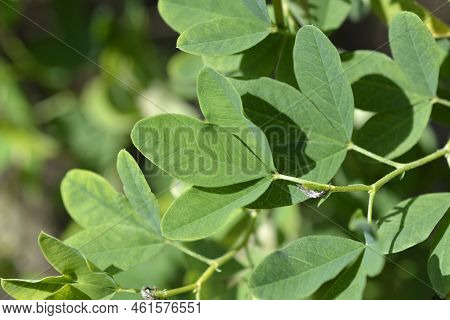 False Lupine Green Leaves In The Spring